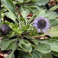 Globularia valentina